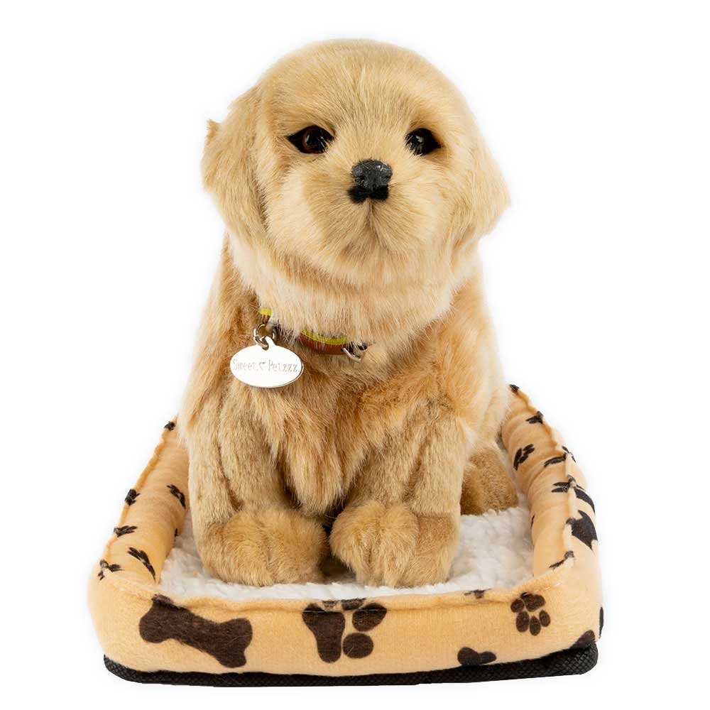 Sweet Petzzz - Retriever Golden Labrador Dog image