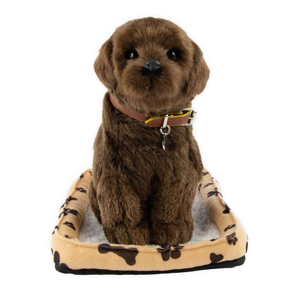 Sweet Petzzz - Retriever Chocolate Labrador Dog image